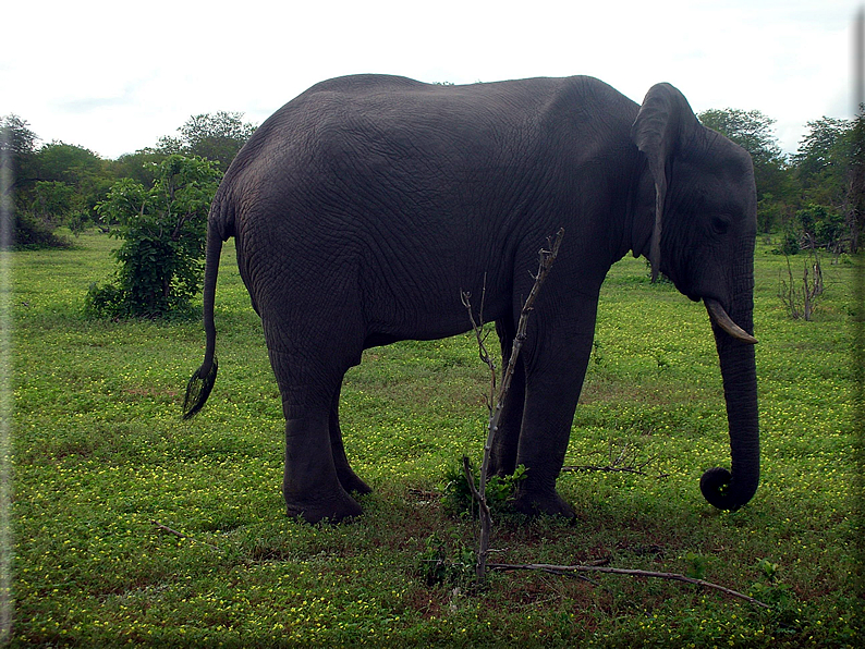 foto Parco nazionale del Chobe